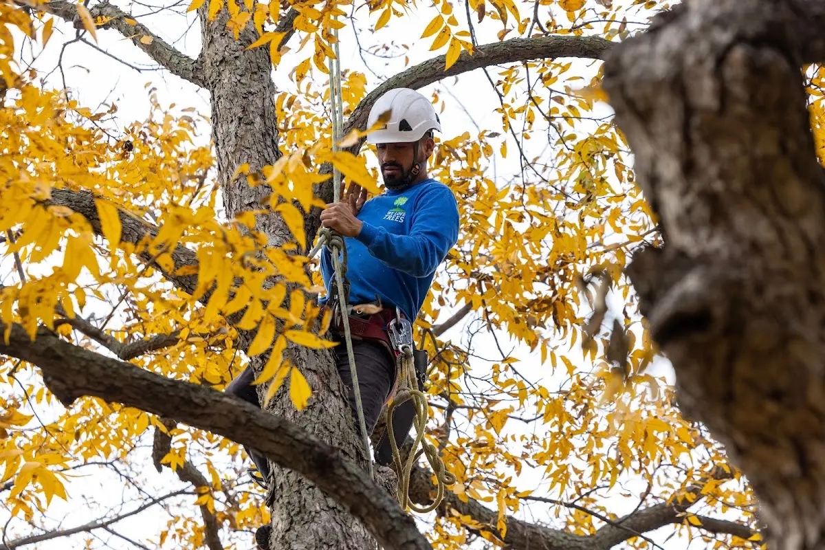 Skilled Tree Planing crew working in Shelby